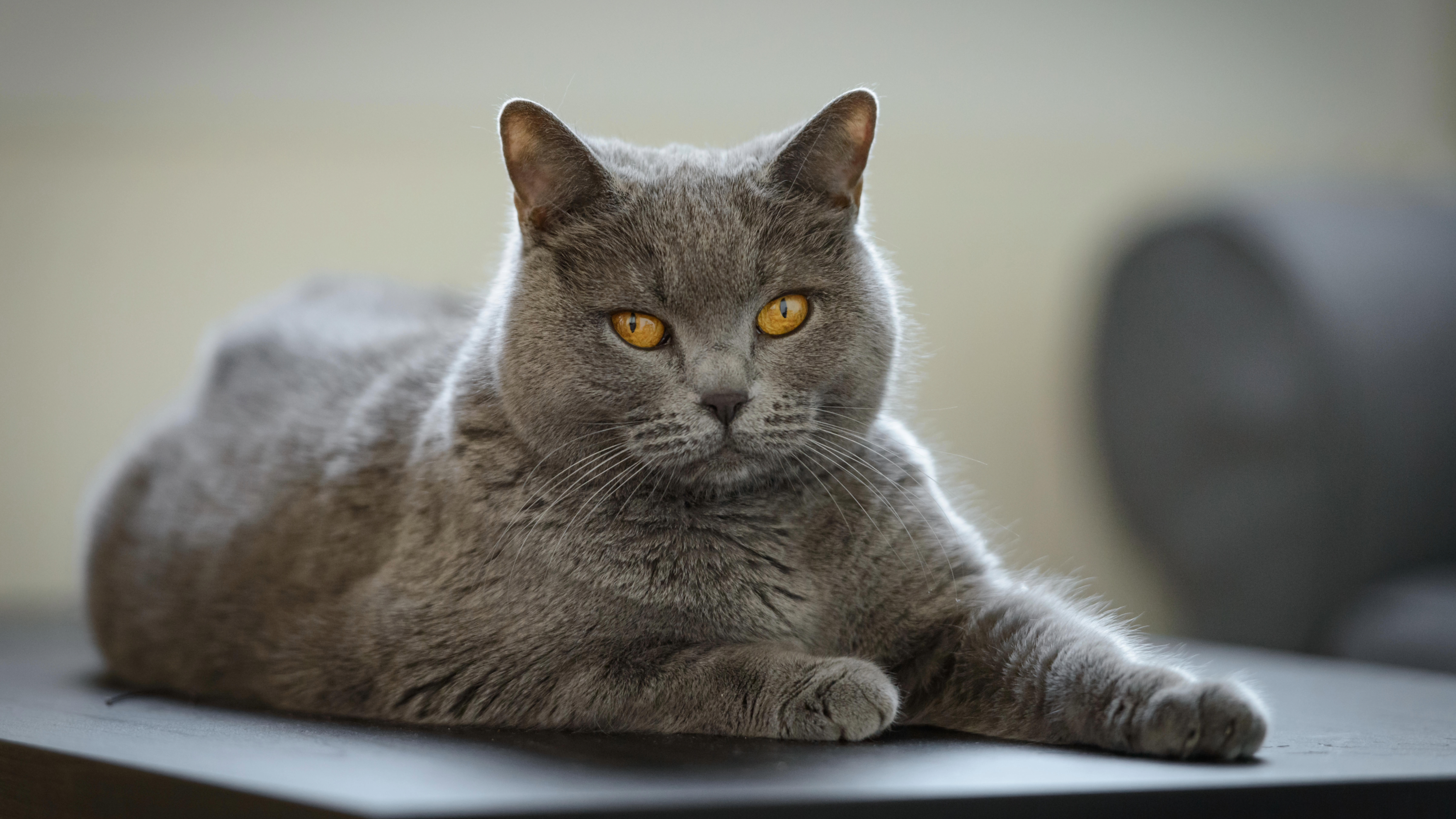 Chartreux