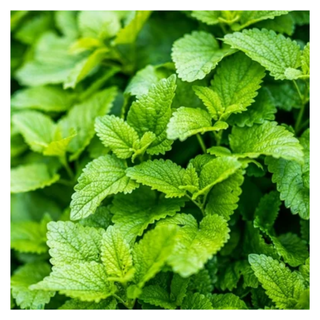 A close-up of a patch of lemon balm