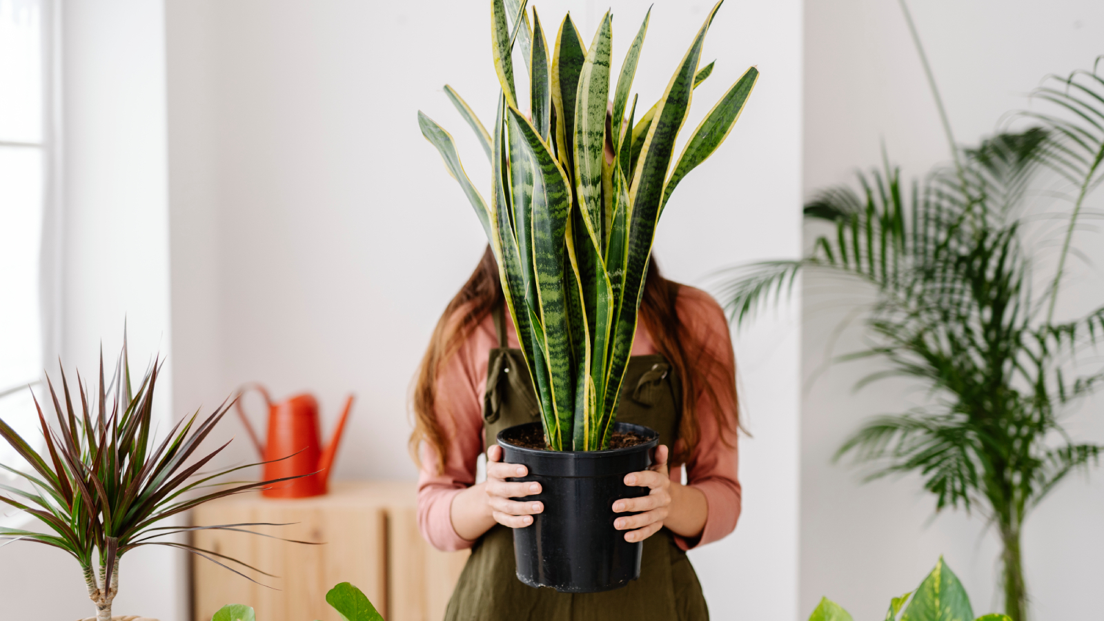 Woman holding snake plant