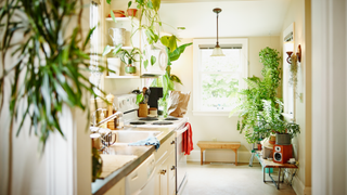 Kitchen with lots of plants