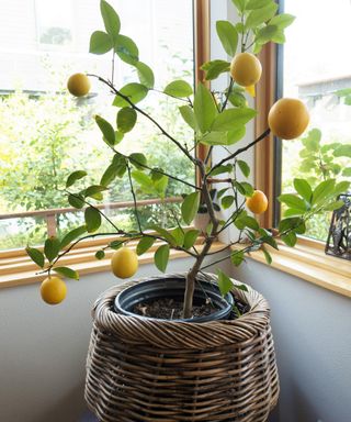 A lemon tree in a container growing indoors