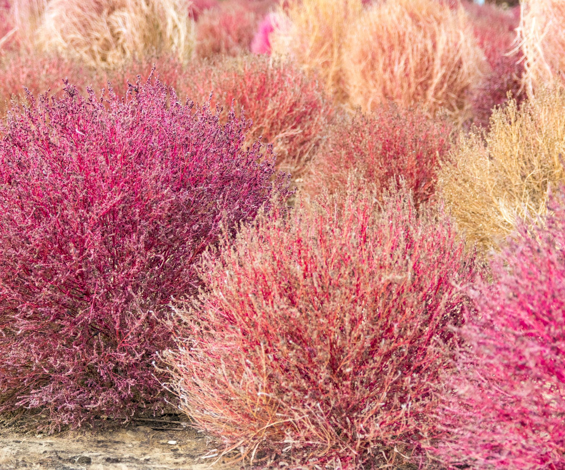 pink muhly grass clumps in summer border