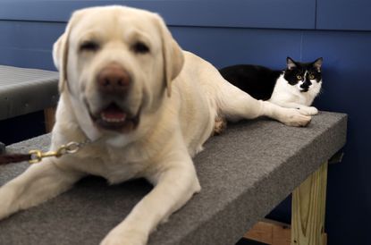 D-O-G sits with a support dog.