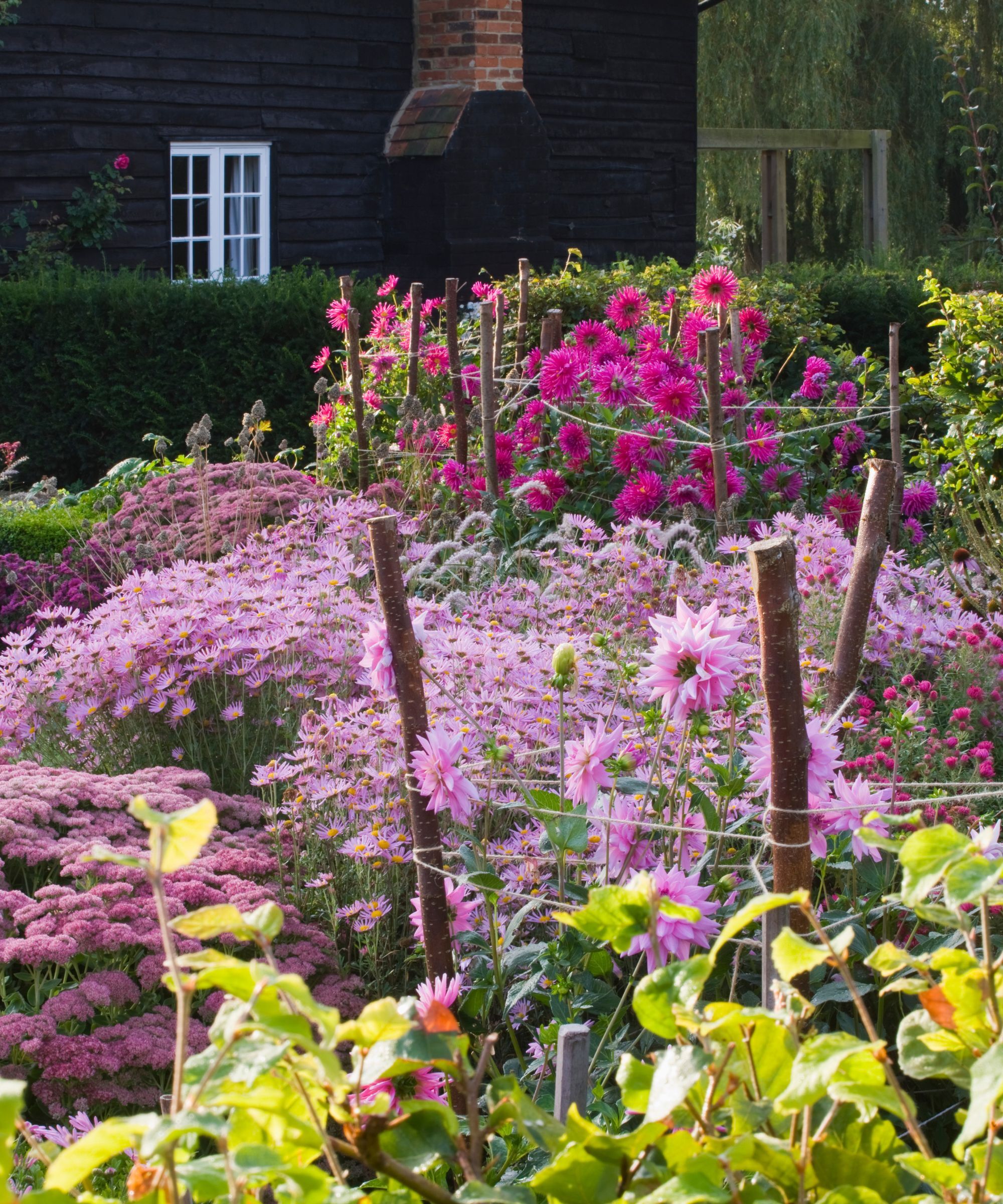 Chrysanthemum &#039;Clara Curtis&#039; in a flower bed filled with sedums and tall pink dahlias