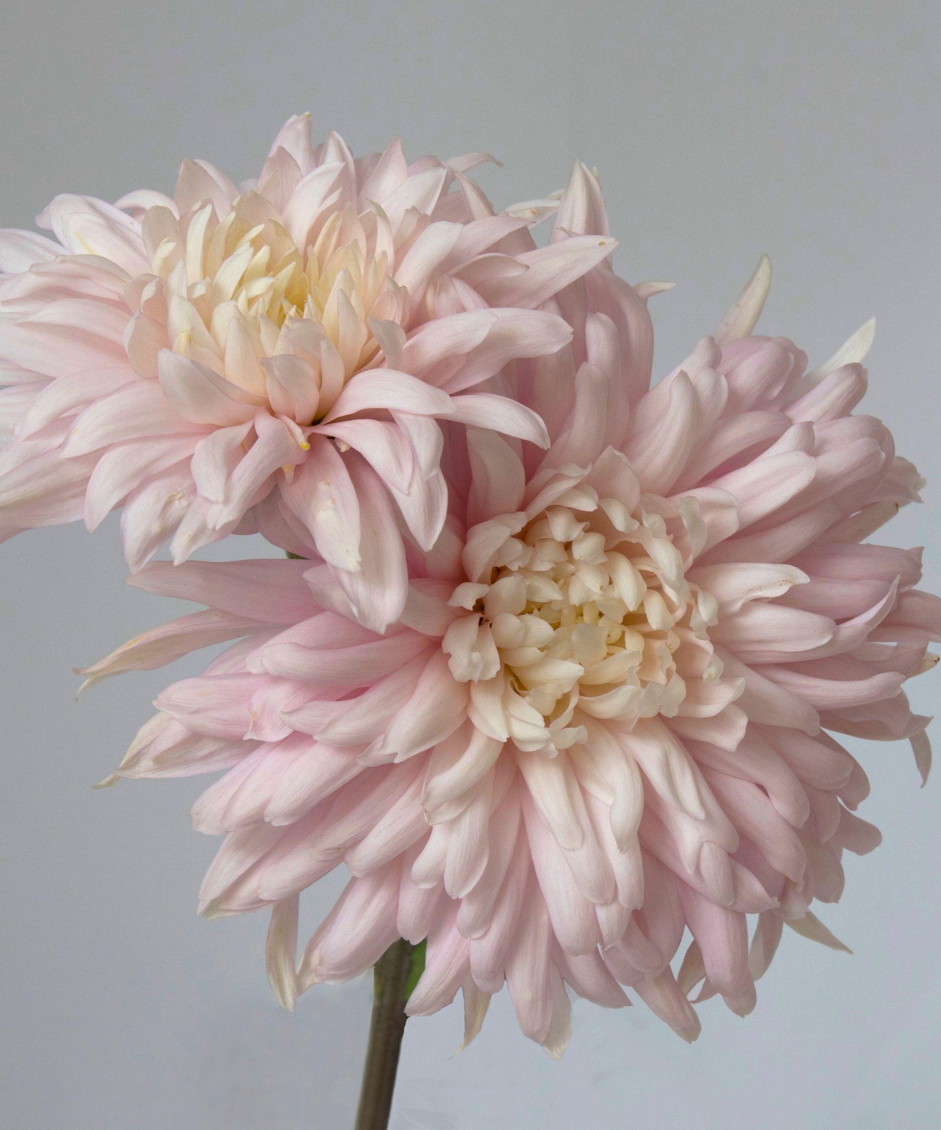 Blush Dahlia ‘Cafe au Lait'