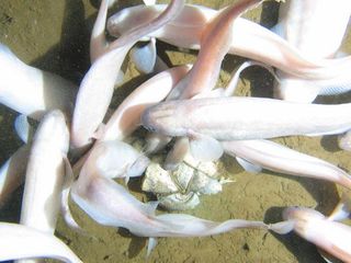 Feeding frenzy! Cusk eels, photographed 3.7 miles below the surface of the sea, swarm some tasty treats.