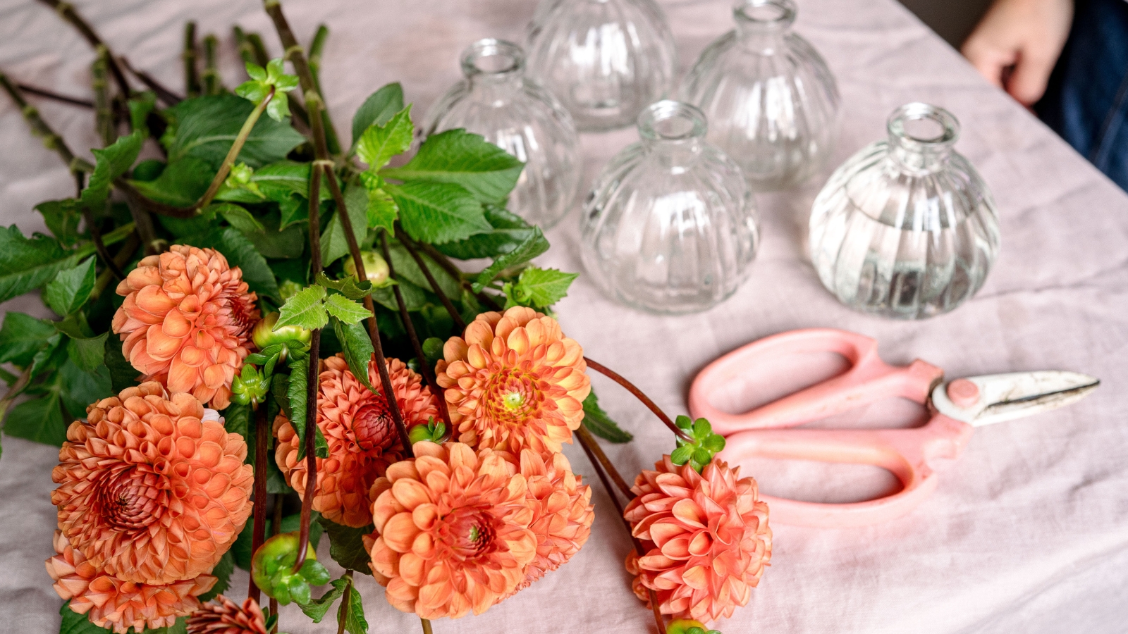 Orange dahlias on table with pink scissors and glass bud vases