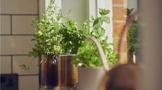 Indoor herb garden on windowsill