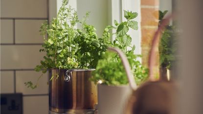 Does rosemary repel mosquitoes? Our experts weigh in Homes and Gardens