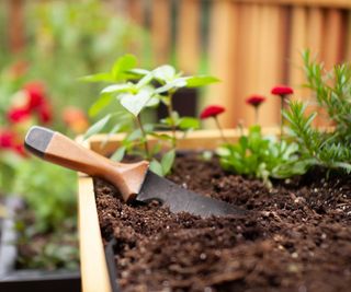 hori hori knife in flowerbed