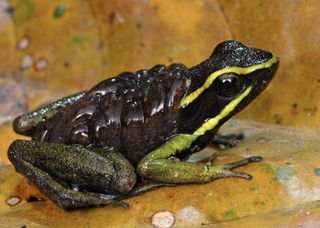 three-striped poison dart frog observed in suriname