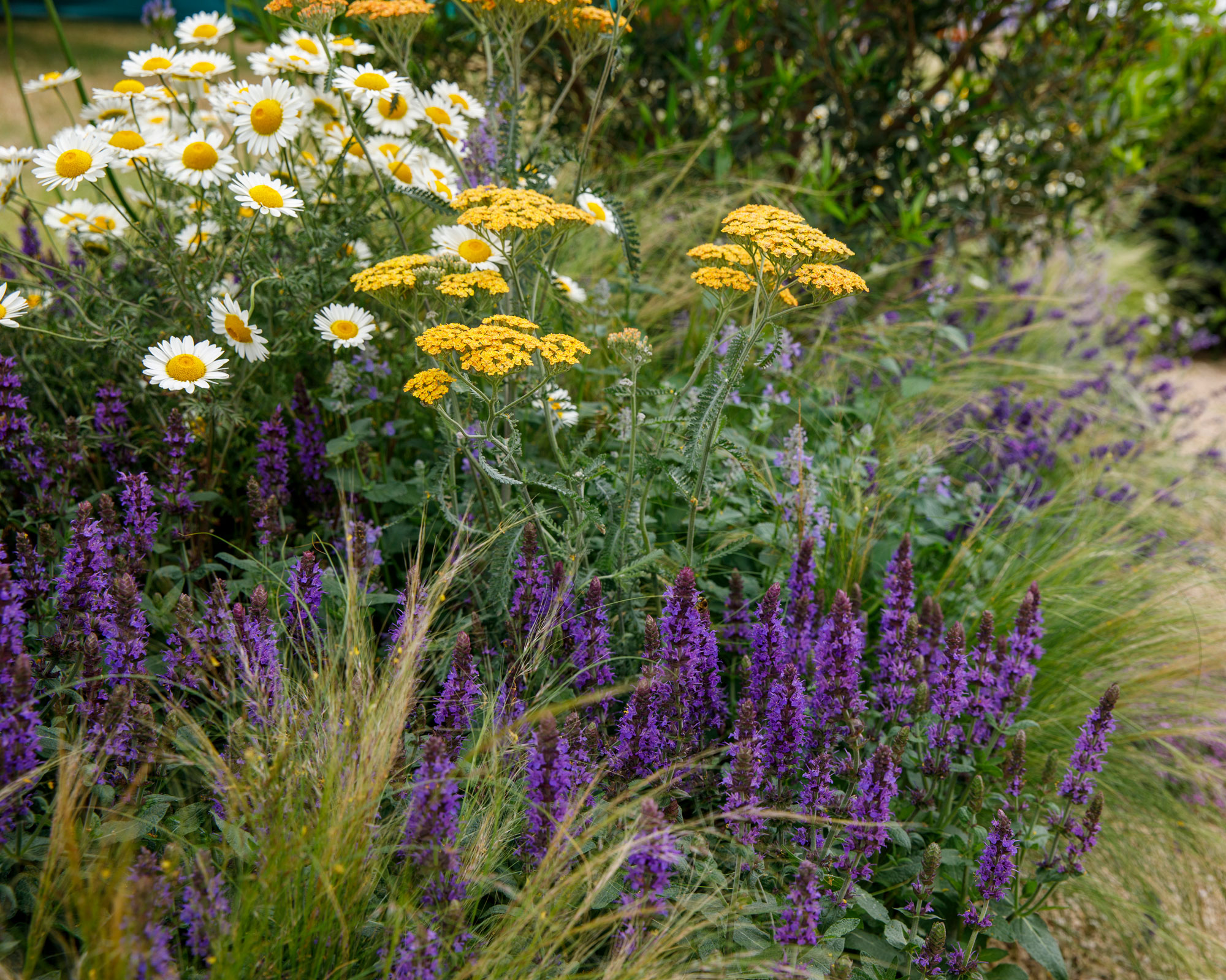 yellow achillea, Marguerite daisies and purple veronica flowers in flower bed design