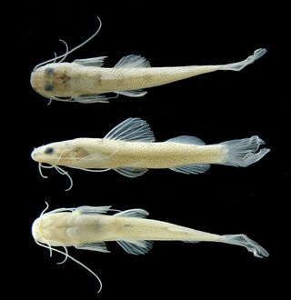 possible new species of catfish from Suriname