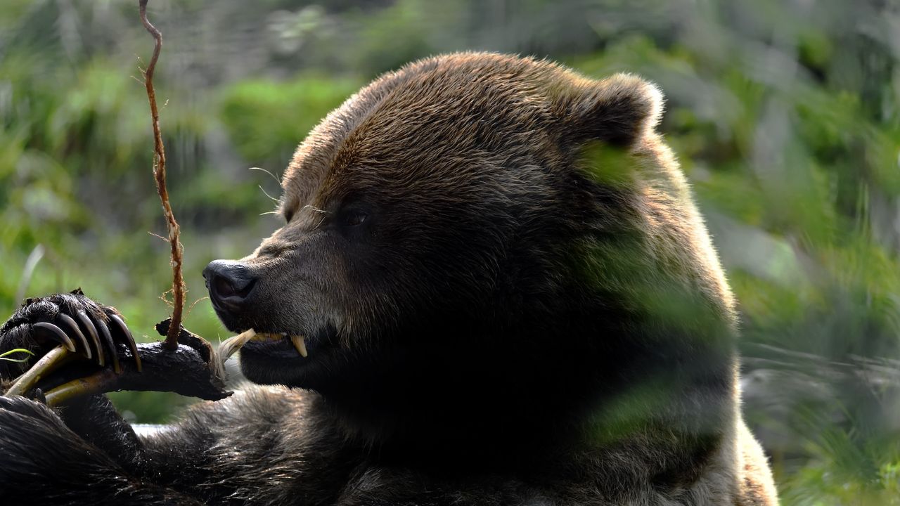 a grizzly bear shows its teeth and claws as it takes a bite out of a plant