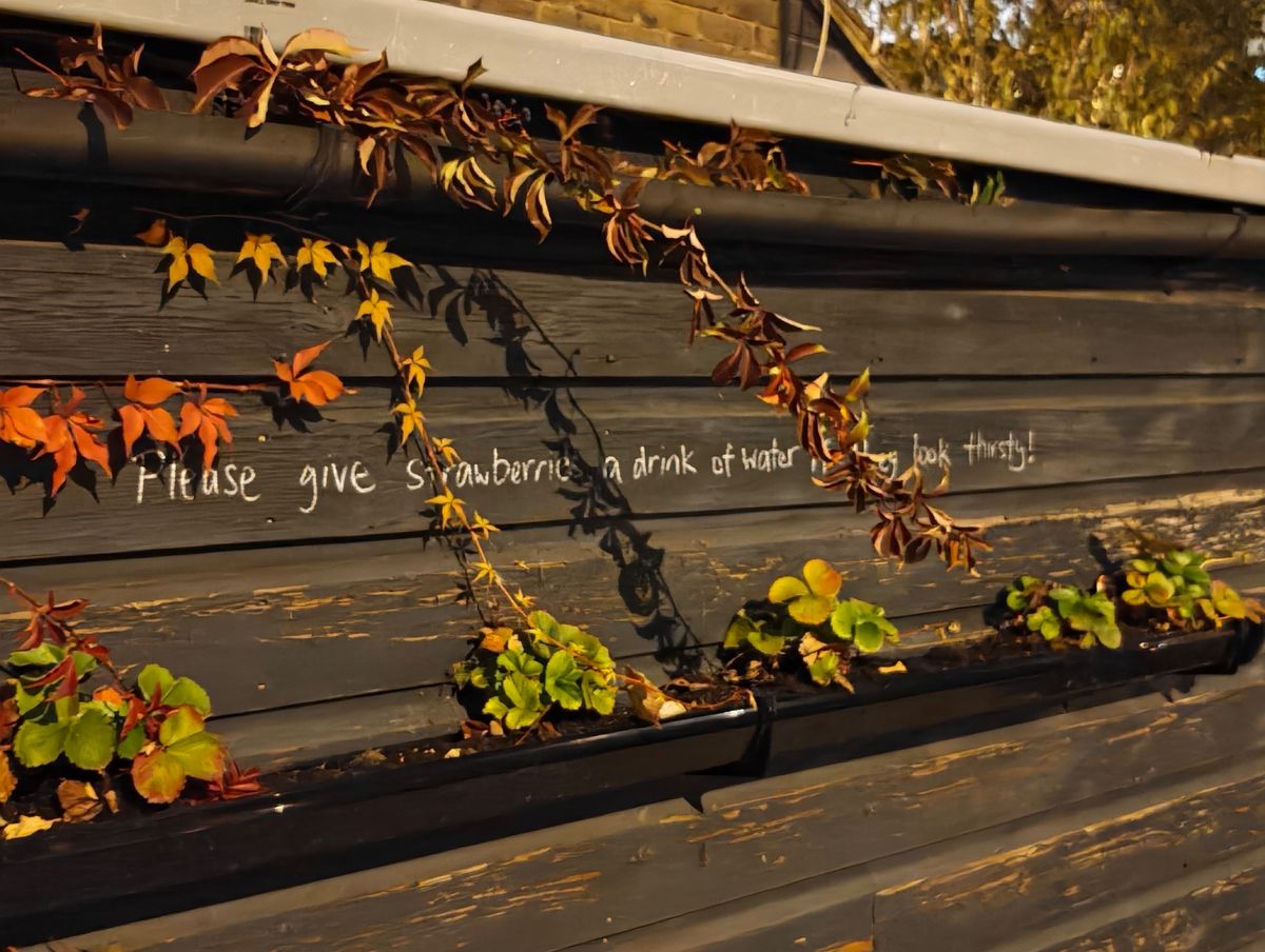 A wall with vines. Written text reads: Please give strawberries a drink if they look thirsty!