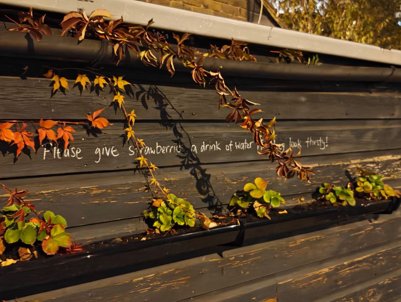 A wall with vines. Written text reads: Please give strawberries a drink if they look thirsty!