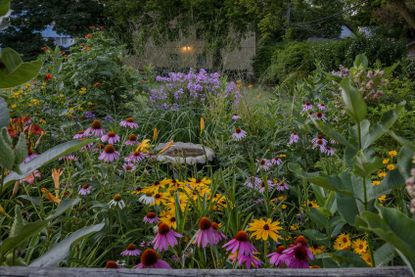 Coneflowers And Other Plants In A Garden