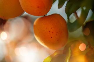 best fruit trees to grow in pots: apricot tree
