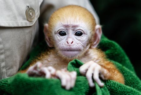 Baby Langur at Bali Zoo