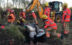 Aspull-horse-rescue-ziona1.jpg