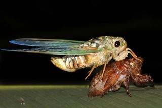 An adult Cicada emerges from its juvenile exoskeleton