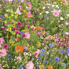 wildflower garden ideas bright and colourful informal garden flower border