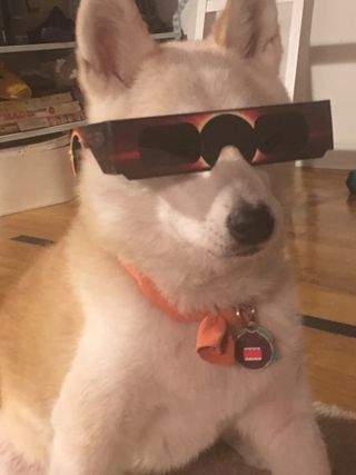 This pooch is ready for the eclipse.
