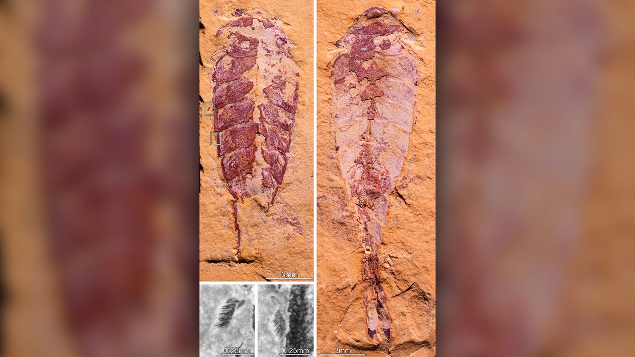 The CT scan revealed previously unknown details of the Cambrian arthropod Xiaocaris luoi.
