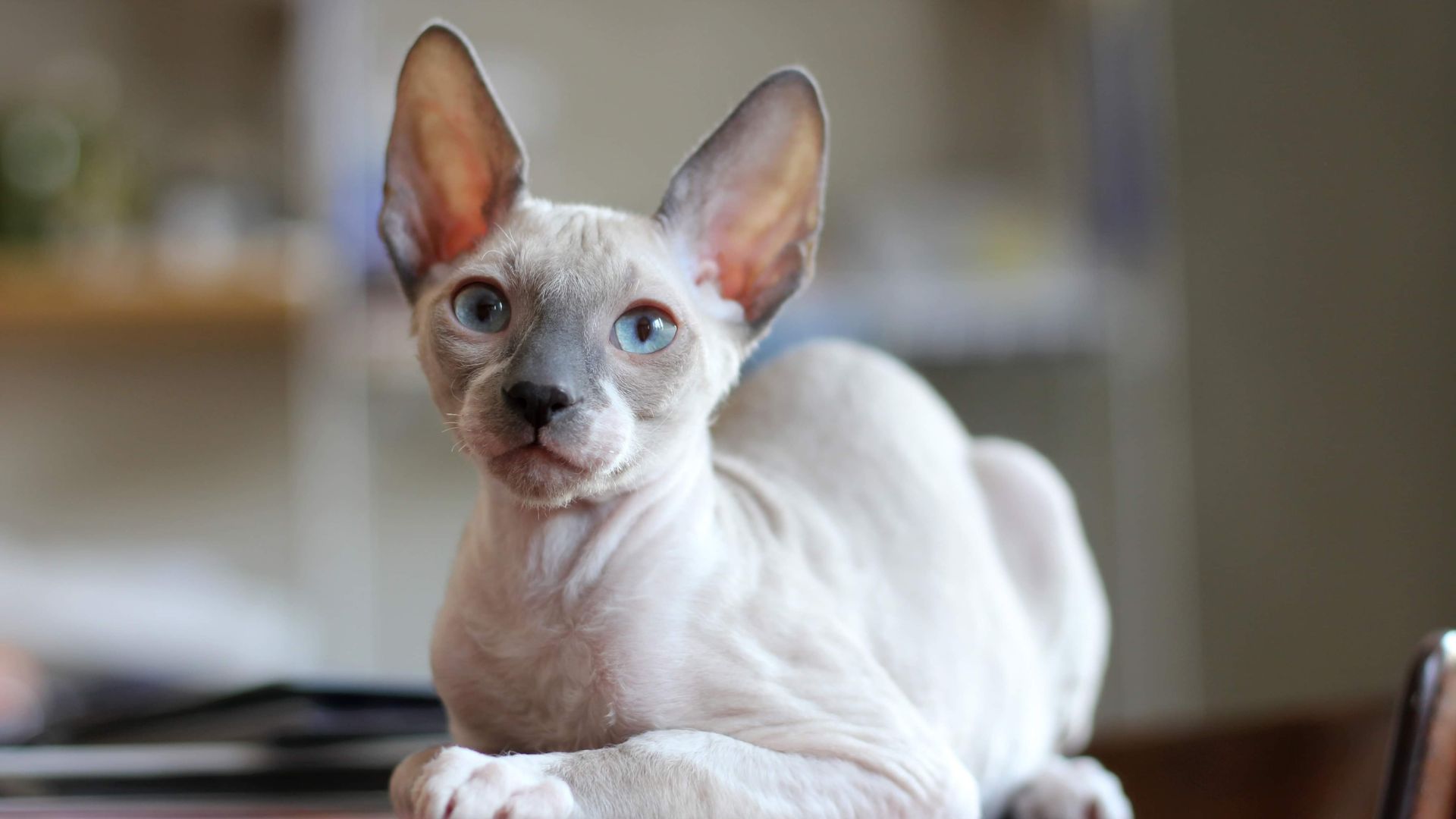 White and grey colored Cornish Rex with blue eyes