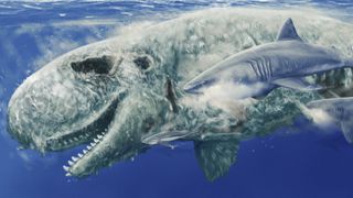 In this illustration, giant sharks scavenge the enormous corpse of Livyatan, an extinct, enormous sperm whale that lived around 12 million years ago.