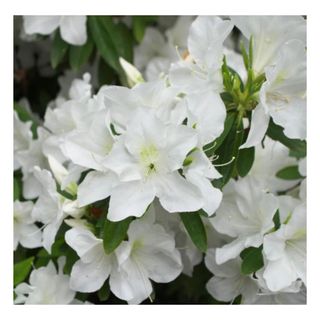 Close up shot of Azalea Girards Pleasant White 