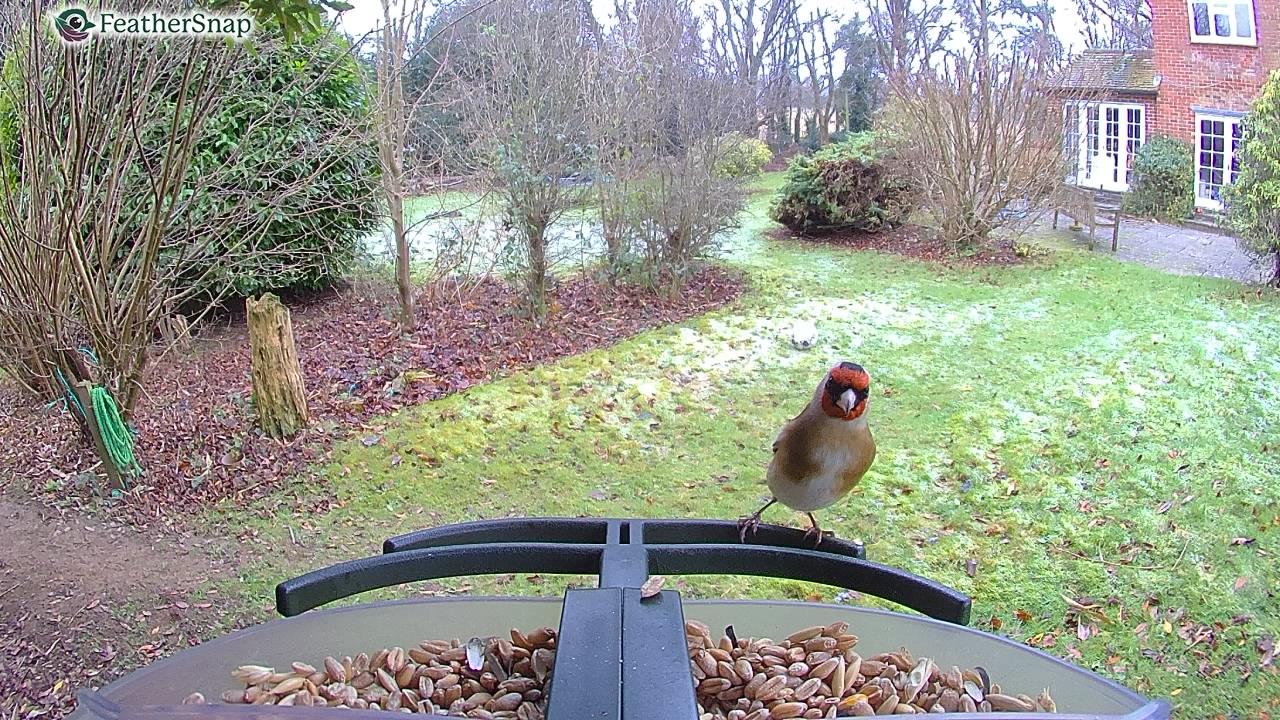 Garden bird on a bird feeder, taken with the FeatherSnap Scout bird feeder camera