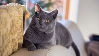 Chartreux cat