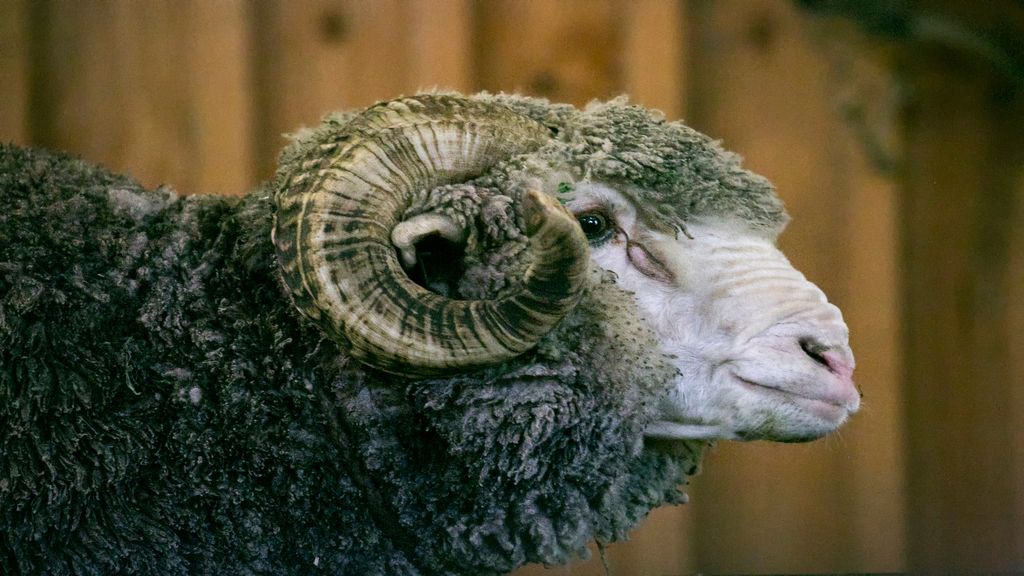 What is merino wool? A guide to this outdoors wonder fabric | Advnture