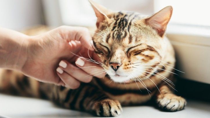 A tabby cat being petted