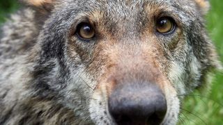From wolf to dog: A wolf looking a lot like a loving domestic dog