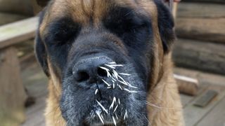 A dog with porcupine quills in its face