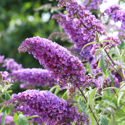 The buddleja davidii bush is blooming in the garden