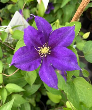 clematis olympia