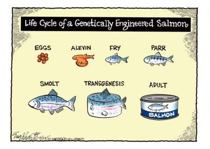 Salmon's swim up the man-made stream