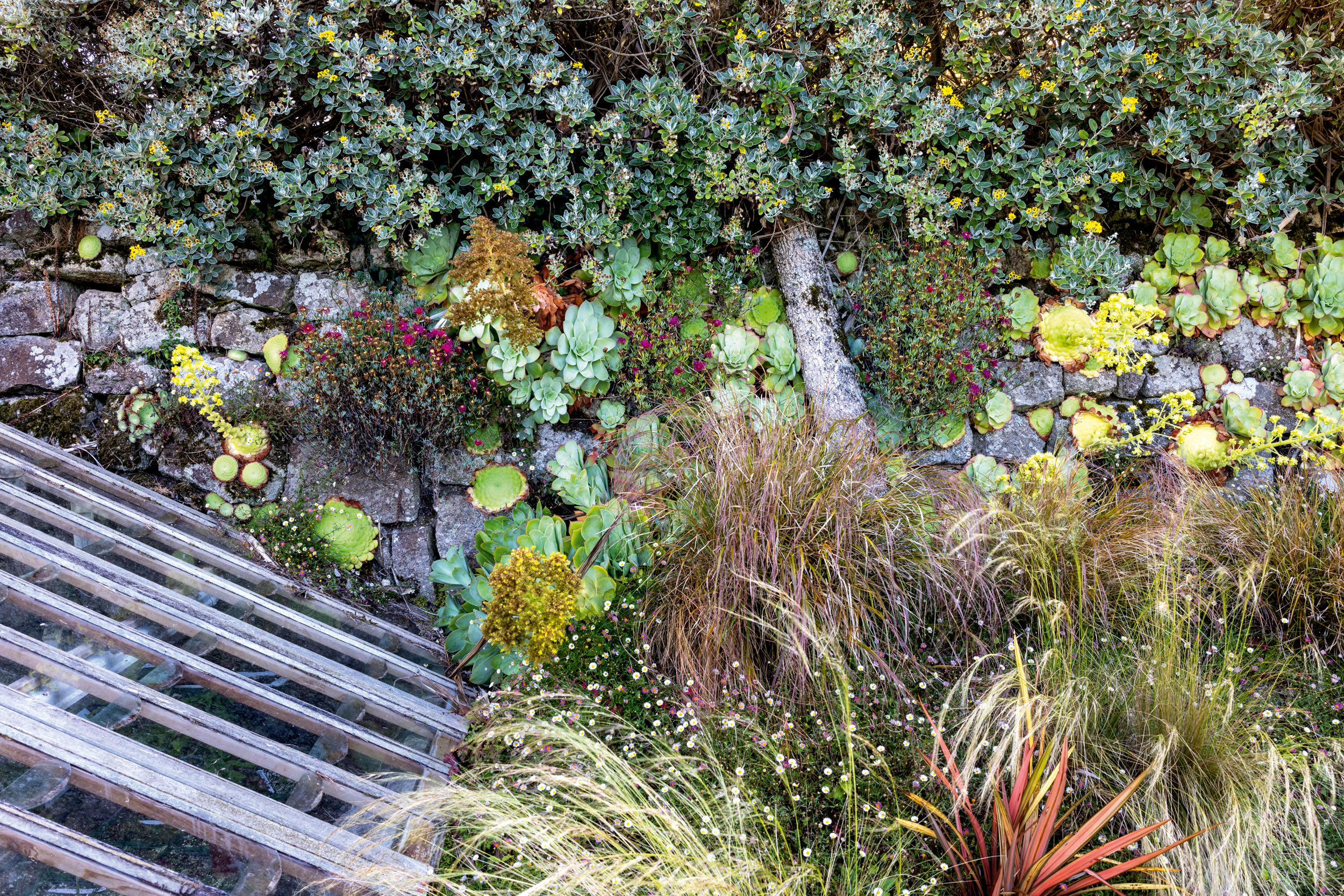 The gardens at Chygurno in Cornwall