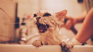 Cat in bath