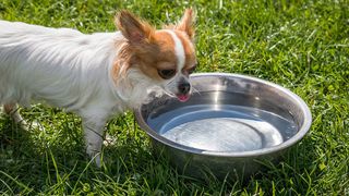 Dog drinking from dog food bowl