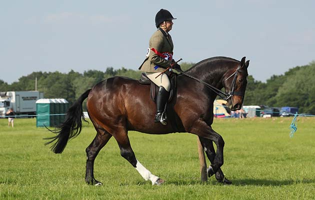 COB CHAMPIONSHIP CHAMPION190 COBBINGTON BEAR R: Anne Thornley