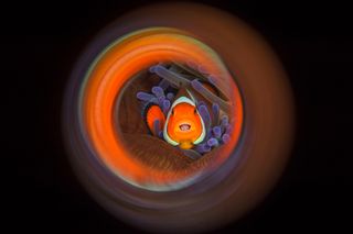 Toward the end of a dive at a spot called Lembeh in Indonesia, Luc Rooman saw this anemone and clownfish.