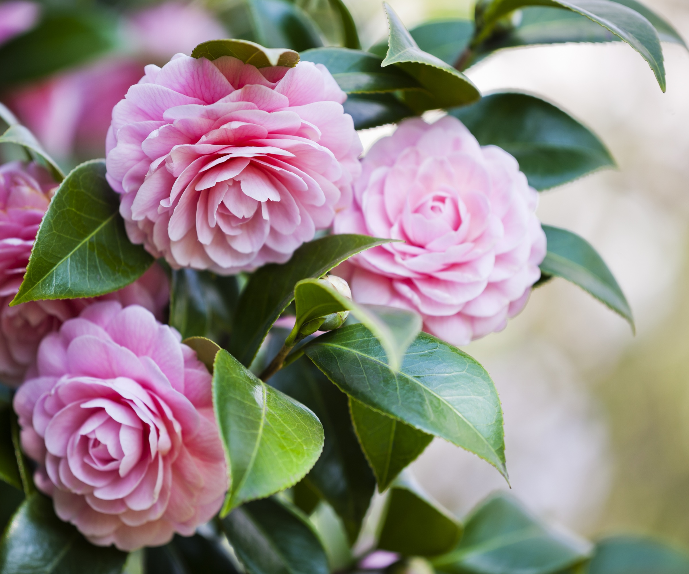 camellia