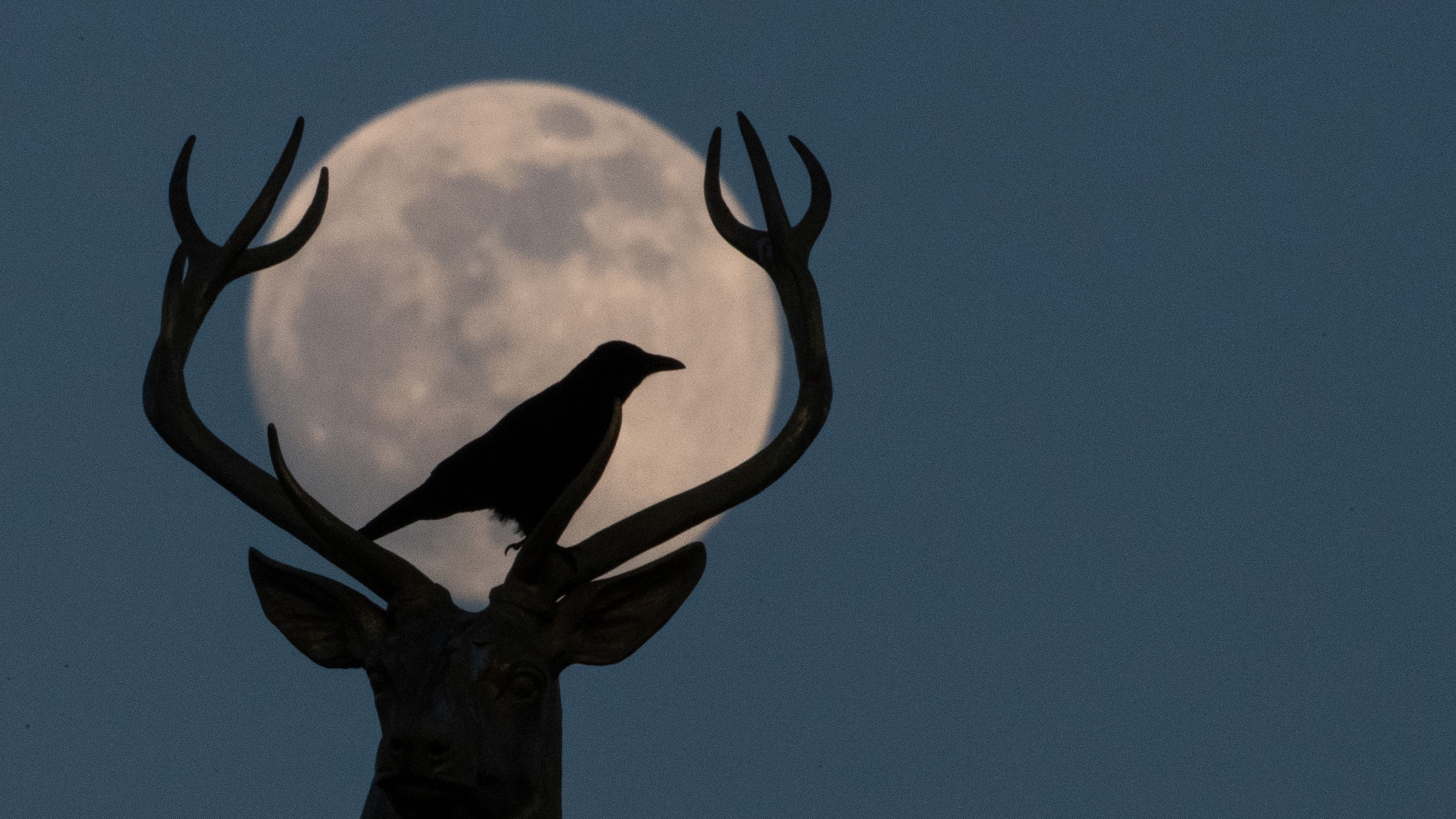 A photo of a bird perching on a deer's antlers with the full moon in the background