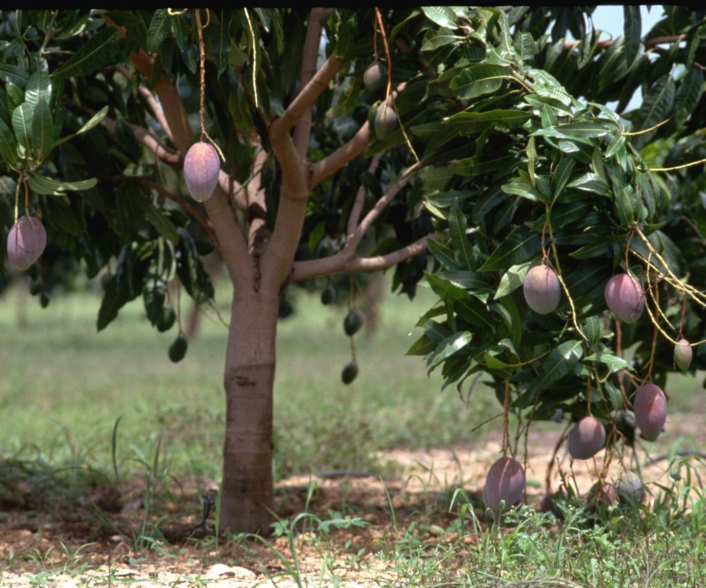 How and when to prune a mango tree - expert tips | Homes and Gardens