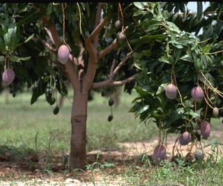 Fresh mangoes hanging from a mango tree