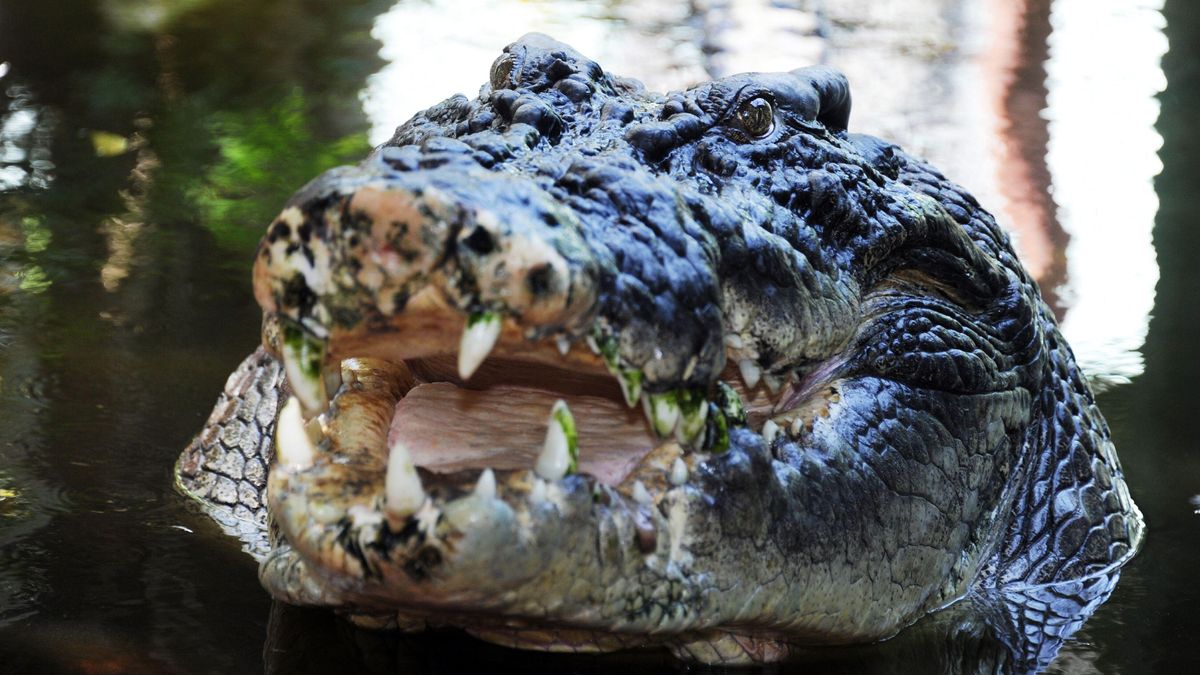 Close-up profile photo of the world largest crocodile showing its teeth.